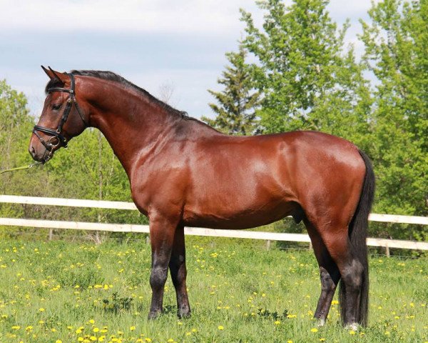 stallion LaBamba SE (Zweibrücken, 2010, from Lacado)