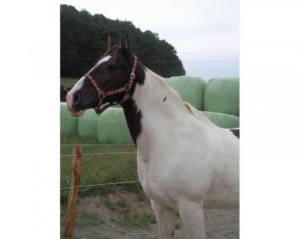 horse Rocky 546 (Pinto / Small Riding Horse, 1994)