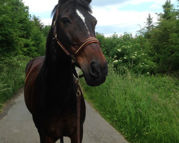 Pferd Tara 92 (Hessisches Warmblut, 1997, von Tenno)