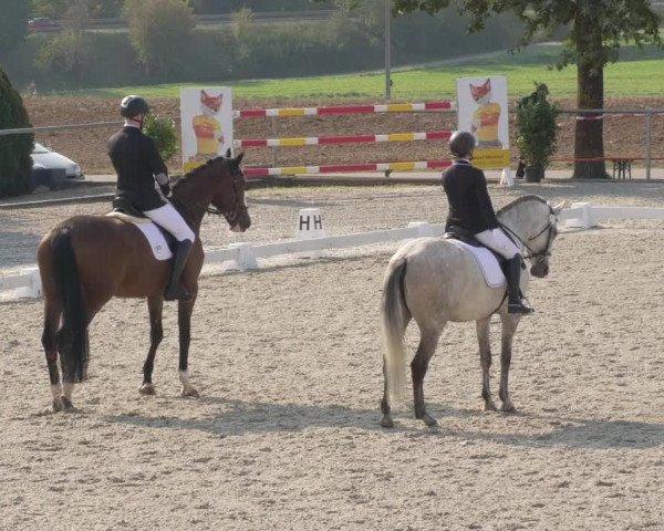 Reitturnier Ehningen 2020