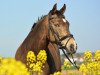 Zuchtstute Rosalie 200 (Deutsches Reitpony, 2006, von Danny Gold)