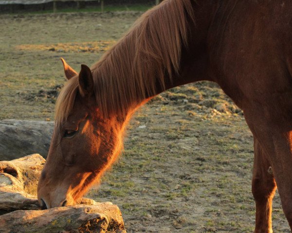 Pferd Fynn (Irish Sport Horse, 2008, von Chakiris xx)