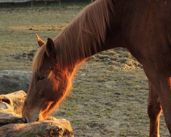 horse Fynn (Irish Sport Horse, 2008, from Chakiris xx)