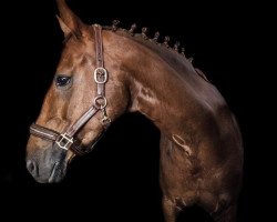 dressage horse Quirina 21 (Hanoverian, 2008, from Quaterback)