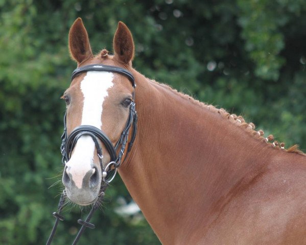 broodmare My Melodie (German Sport Horse, 2001, from Le Roi)