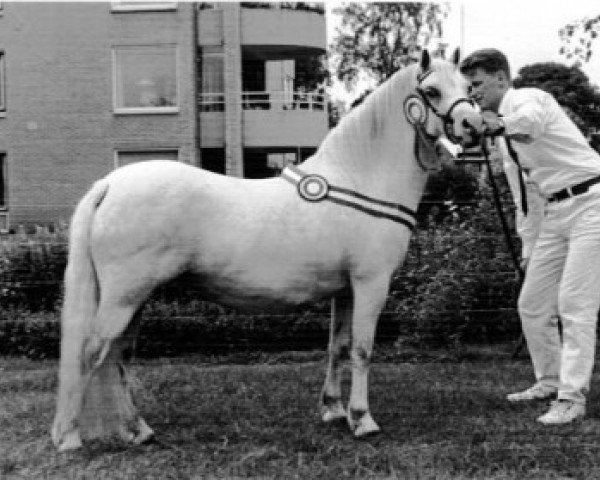 Zuchtstute Springbourne Heyday (Welsh Mountain Pony (Sek.A), 1984, von Springbourne Caregan)