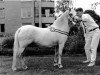 Zuchtstute Springbourne Heyday (Welsh Mountain Pony (Sek.A), 1984, von Springbourne Caregan)
