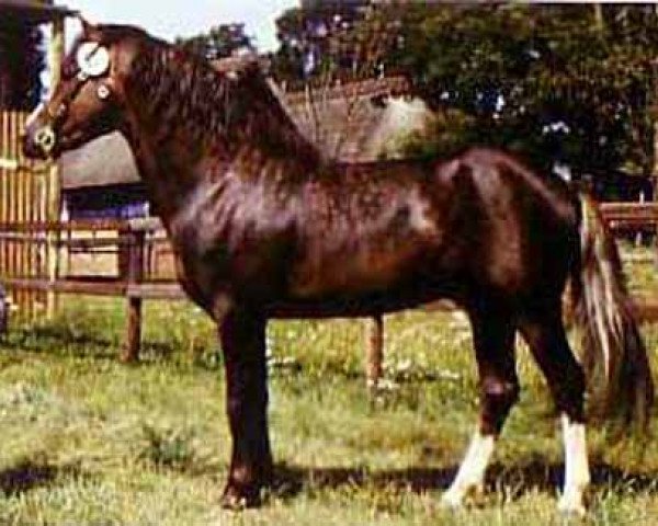 stallion Southend Caruso (Welsh-Pony (Section B), 1981, from Whatton Copper Beech)