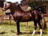stallion Southend Caruso (Welsh-Pony (Section B), 1981, from Whatton Copper Beech)