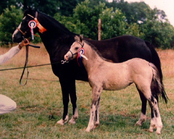 Zuchtstute Carmana's Black Ostara (Welsh Pony (Sek.B), 1990, von Hondsrug Raspoetin)