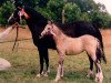 Zuchtstute Carmana's Black Ostara (Welsh Pony (Sek.B), 1990, von Hondsrug Raspoetin)