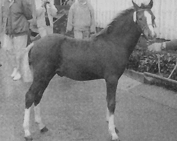 horse St. Janshoeve Boy (Welsh-Pony (Section B), 1991, from Hondsrug Raspoetin)