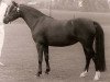 Zuchtstute Molenweide's Midget (Welsh Pony (Sek.B), 1984, von Arkelshof's Sunlight)