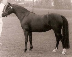 Zuchtstute Molenweide's Midget (Welsh Pony (Sek.B), 1984, von Arkelshof's Sunlight)