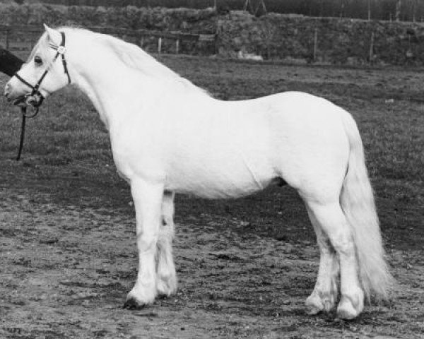 stallion Vardra Julius (Welsh mountain pony (SEK.A), 1971, from Twyford Sprig)
