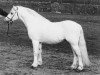Deckhengst Vardra Julius (Welsh Mountain Pony (Sek.A), 1971, von Twyford Sprig)