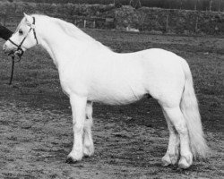 stallion Vardra Julius (Welsh mountain pony (SEK.A), 1971, from Twyford Sprig)