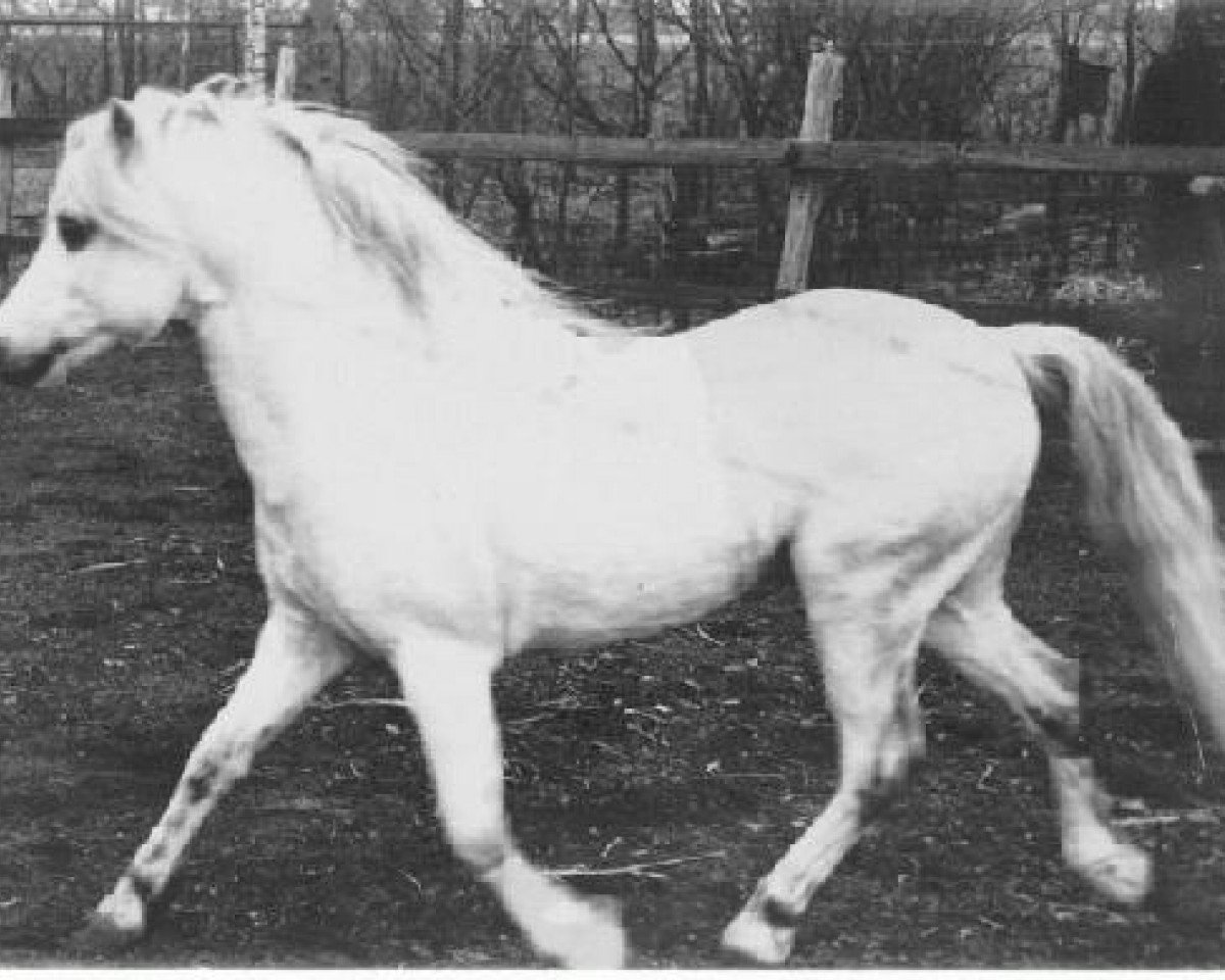 horse Criban Star Fiddle (Welsh mountain pony (SEK.A), 1970, from Bowdler Beethoven)