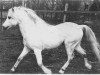 Pferd Criban Star Fiddle (Welsh Mountain Pony (Sek.A), 1970, von Bowdler Beethoven)