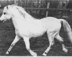 Pferd Criban Star Fiddle (Welsh Mountain Pony (Sek.A), 1970, von Bowdler Beethoven)