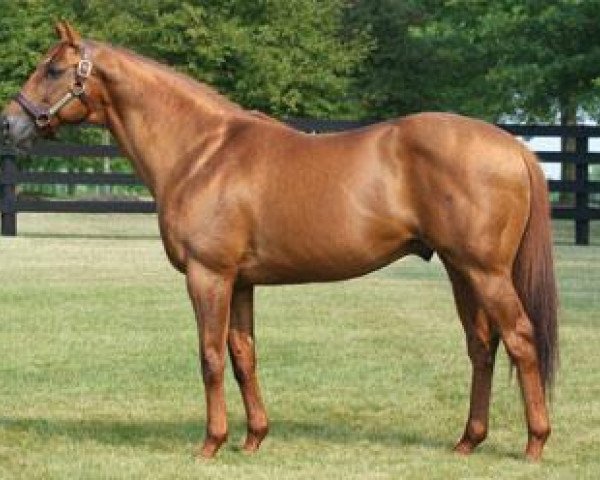 Deckhengst Golden Missile xx (Englisches Vollblut, 1995, von A. P. Indy xx)