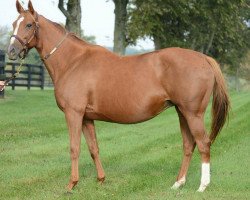 broodmare Sarah Supreme xx (Thoroughbred, 2003, from Golden Missile xx)