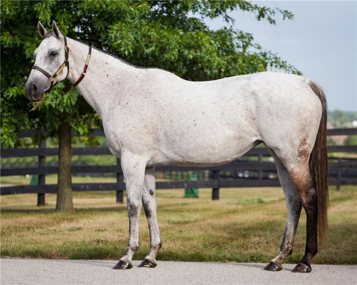broodmare Joanne Jubilation xx (Thoroughbred, 2003, from Monarchos xx)