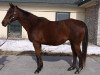 broodmare Star Of Goshen xx (Thoroughbred, 1994, from Lord At War xx)