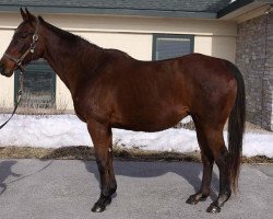 broodmare Star Of Goshen xx (Thoroughbred, 1994, from Lord At War xx)