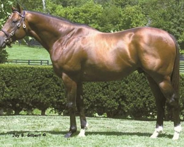 stallion Yankee Gentleman xx (Thoroughbred, 1999, from Storm Cat xx)