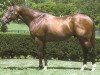 stallion Yankee Gentleman xx (Thoroughbred, 1999, from Storm Cat xx)