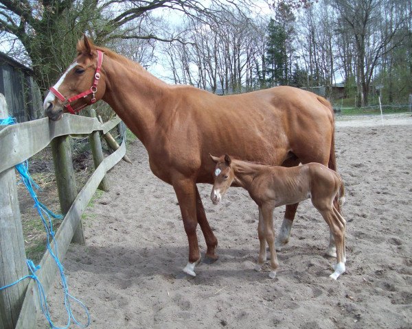 broodmare Frederikke II (Trakehner, 2005, from Hercules)