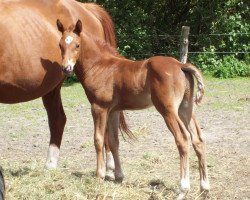 horse Freyr (Trakehner, 2015, from Mendelsohn)