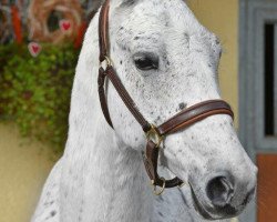 horse 601 Neapolitano Lipica V (Lipizzaner,  , from Neapolitano Monteaura XIX 209)