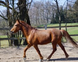 horse Merlin (German Riding Pony, 1999, from Durant)