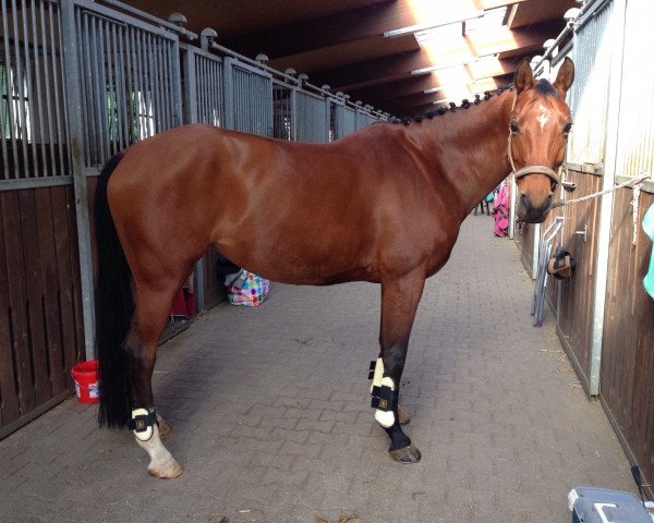 dressage horse Gardienne 2 (Hanoverian, 2002, from Grand Cru)