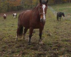 horse Toni (South German draft horse, 2008, from Ramsgeist)