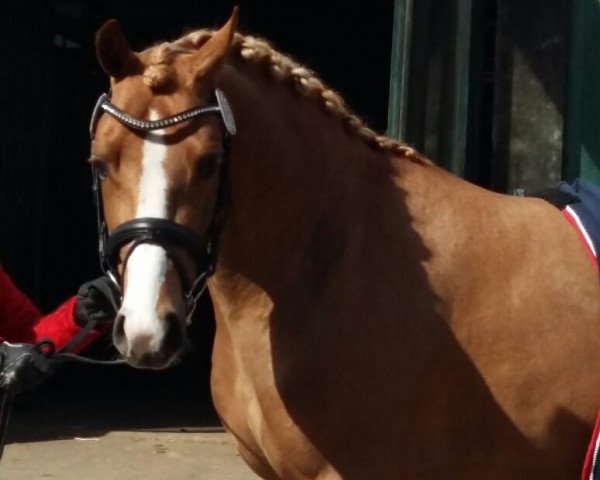 dressage horse Aarubinio (German Riding Pony, 2012, from Arongo N)