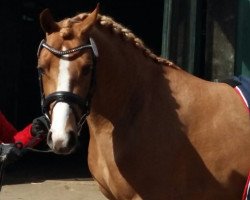 dressage horse Aarubinio (German Riding Pony, 2012, from Arongo N)