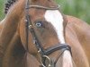 dressage horse Eiluns Puschkin (German Riding Pony, 2009, from Pegasus)