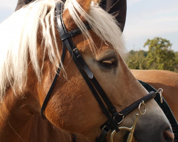 Pferd Anton (Haflinger, 2005, von Arino)