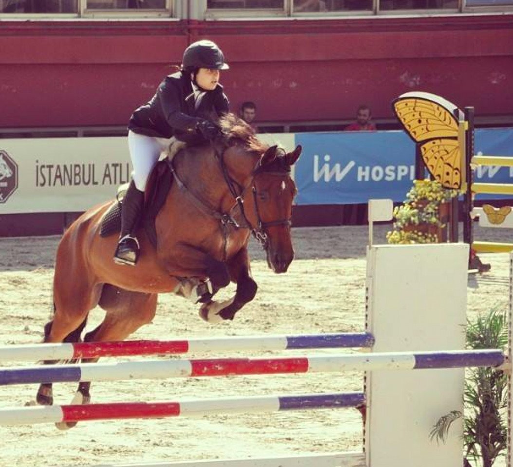 jumper Vaduz (KWPN (Royal Dutch Sporthorse), 2002, from Concorde)