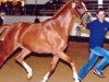 broodmare Golden Grace (German Riding Pony, 2004, from Golden Dancer)