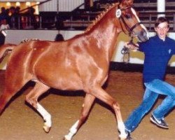 broodmare Golden Grace (German Riding Pony, 2004, from Golden Dancer)