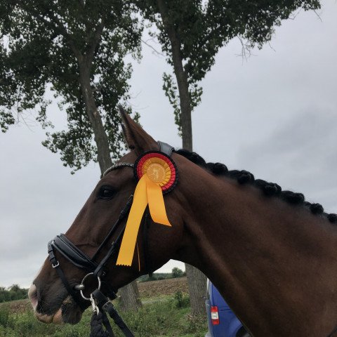 dressage horse Colorado 235 (German Sport Horse, 2012, from Carlando I)