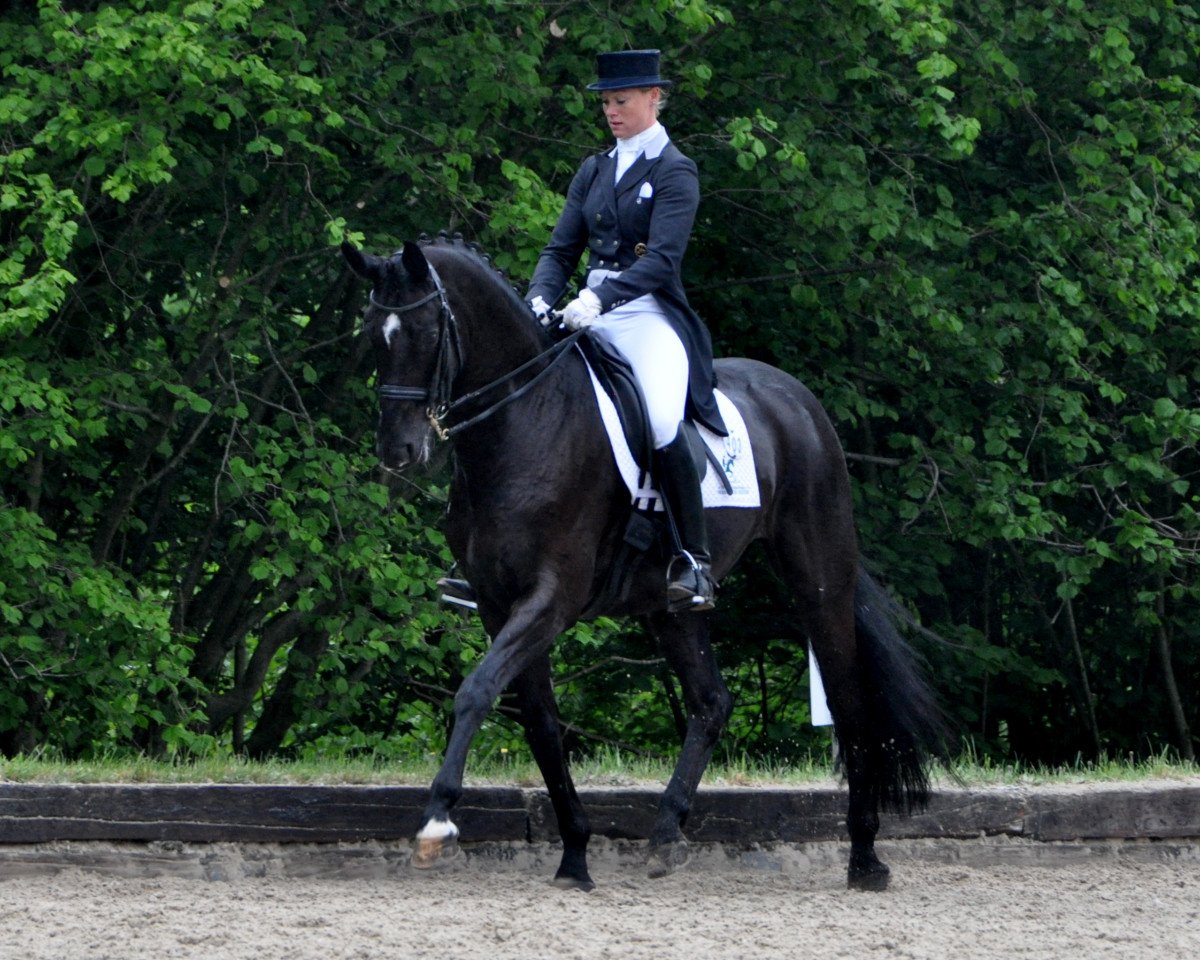 dressage horse Renoir Marte'n (Hanoverian, 2003, from Rohdiamant)