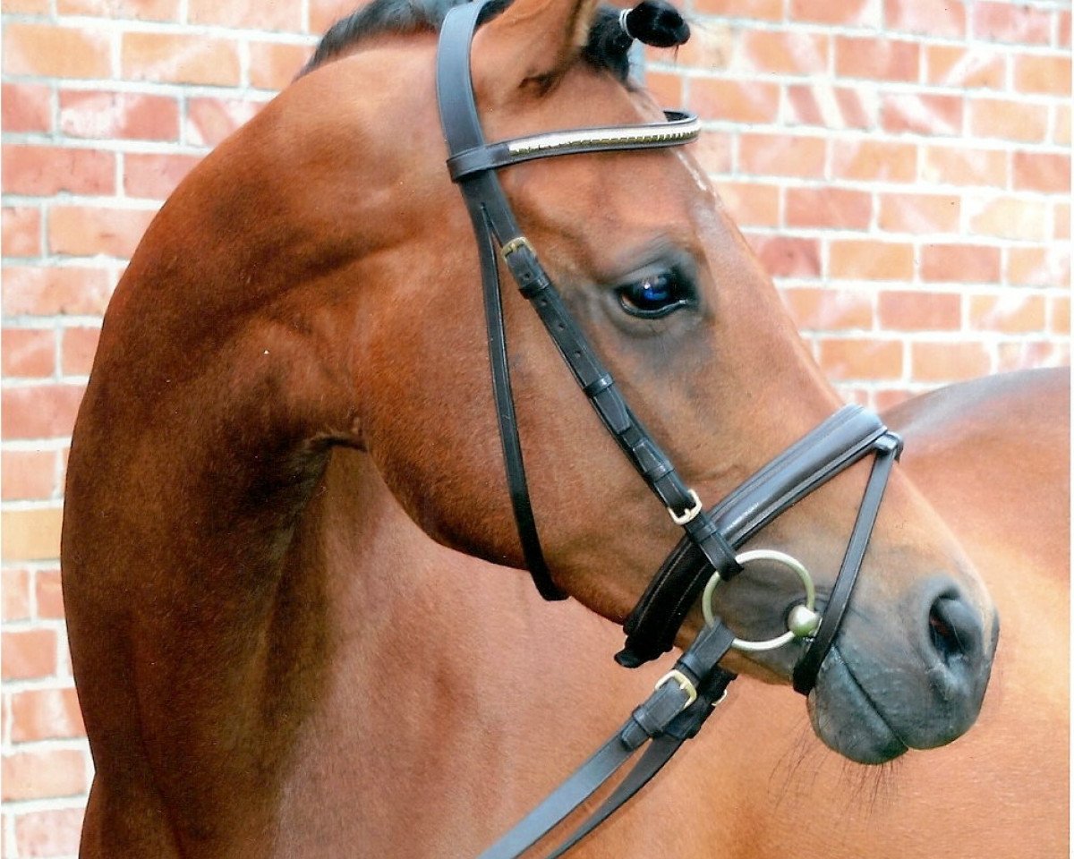 broodmare Eohippos Sambanya X AA (Anglo-Arabs, 2006, from Seigneur d'Alleray xx)