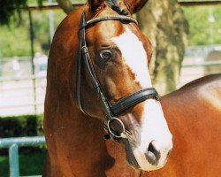 Deckhengst Lacado (Holsteiner, 1990, von Lacapo)