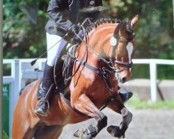 broodmare Ni Ni Fee (German Riding Pony, 2003, from Nagano)