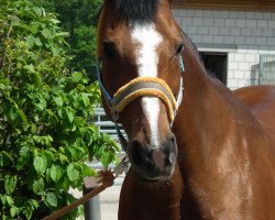 Pferd Corrado 106 (Hessisches Warmblut, 1999, von Corelli)